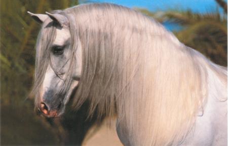 cheval espagnol